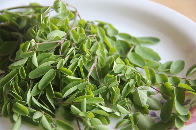 Liście moringa na odchudzanie