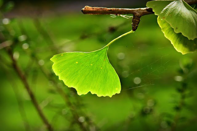 ginkgo bilboa afrodyzjak zwiekszajacy libido