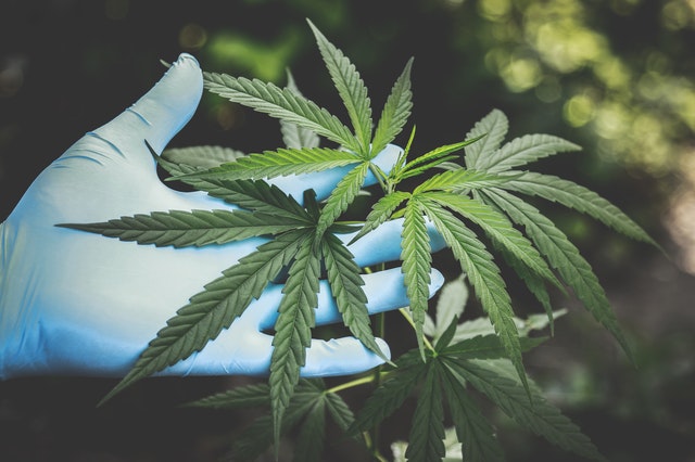 lecznicza marihuana